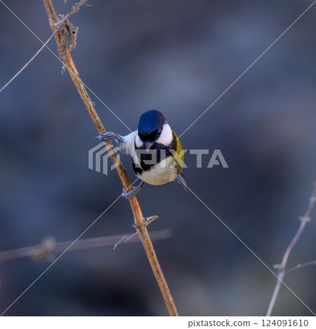 常見野生鳥類：花園和公園裡的大山雀 124091610
