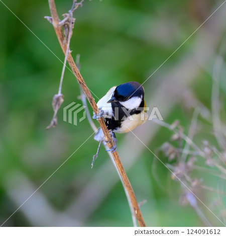 常見野生鳥類：花園和公園裡的大山雀 124091612