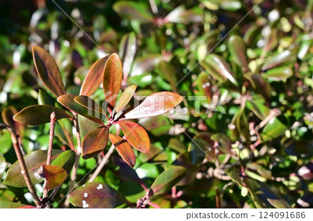 Mokkoku (Ericales) Evergreen tall tree 124091686