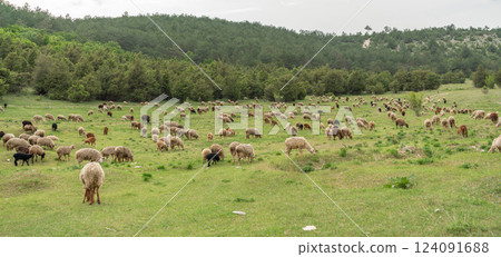 A herd of sheep are grazing in a field A herd of sheep are grazing in a field 124091688