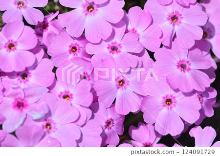 粉紅色的花朵遍地綻放 124091729