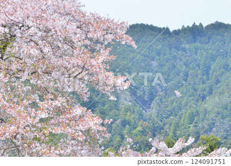 Sakuraguki 1 124091751