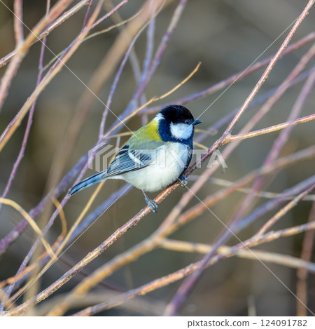 Birds often seen in the neighborhood: Great tits in gardens and parks 124091782