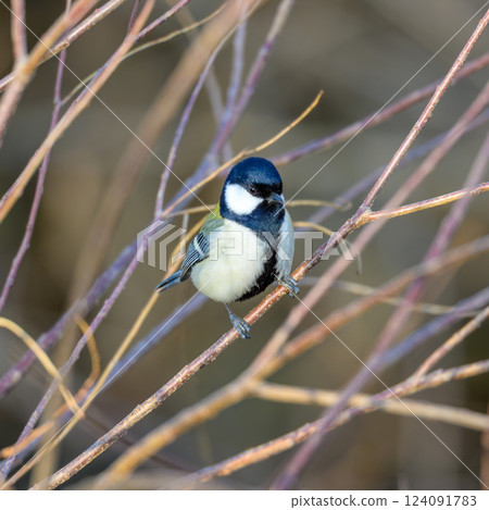 Birds often seen in the neighborhood: Great tits in gardens and parks 124091783