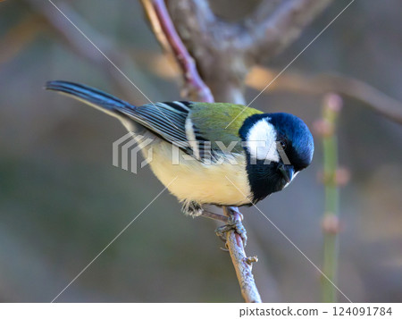 附近常見的鳥類：花園和公園裡的大山雀 124091784