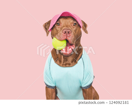 Cute dog, sports cap and tennis ball 124092181