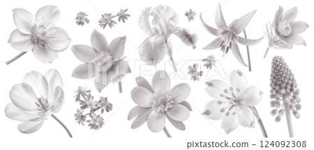 Spring Flowers set, herbarium made in retro dotted halftone style. The effect of vintage zine grain texture. Trendy vector illustration of wildflowers Spring Flowers set, herbarium made in retro dotted halftone style. The effect of vintage zine grain texture. Trendy vector illustration of wildflowers 124092308