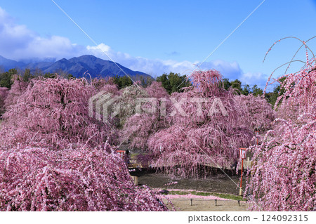 盛開的梅花梅花鈴鹿沒有森林花園 盛開的梅花梅花鈴鹿沒有森林花園 124092315