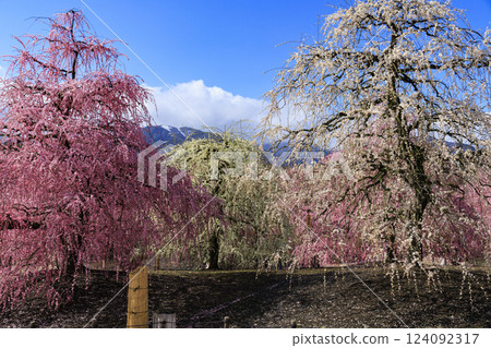 盛開的梅花梅花鈴鹿沒有森林花園 124092317