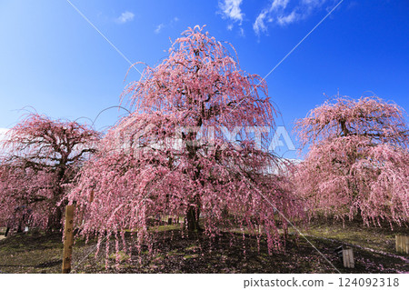 盛開的梅花梅花鈴鹿沒有森林花園 124092318