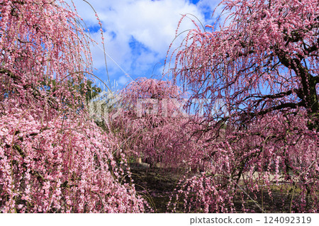 盛開的梅花梅花鈴鹿沒有森林花園 124092319