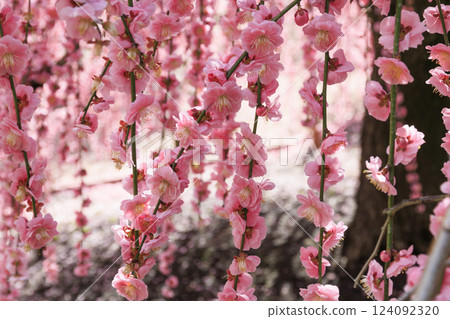 盛開的梅花梅花鈴鹿沒有森林花園 124092320