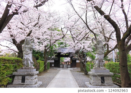 Cherry blossoms at Anyoji Temple, Fuchu City, Tokyo 124092963