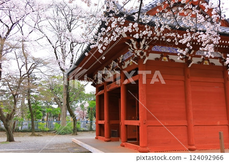 Cherry blossoms at Anyoji Temple, Fuchu City, Tokyo Cherry blossoms at Anyoji Temple, Fuchu City, Tokyo 124092966