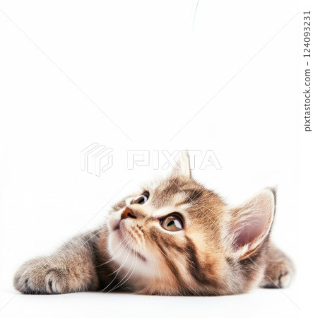 A cute tabby kitten is lying on its side against a pure white background. The kitten's head is tilted upwards, with its large, curious eyes gazing intently at something above.  124093231