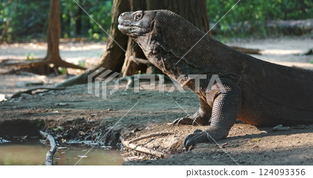 Large Komodo dragon resting near a tranquil pond in a lush tropical forest, basking in warm sunlight filtering through the dense canopy of trees, embodying the essence of wildlife Large Komodo dragon resting near a tranquil pond in a lush tropical forest, basking in warm sunlight filtering through the dense canopy of trees, embodying the essence of wildlife 124093356