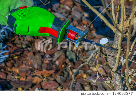 Close-up of a hibiscus syriacus bush being trimmed with a mini electric saw. Spring gardening on a sunny day. 124093577