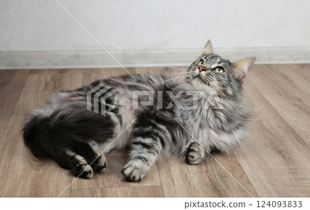 Maine Coon cat lying on light background 124093833