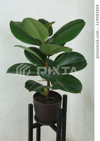 Ficus elastica robusta houseplant, commonly known as a rubber tree, with shiny round green leaves. Whole plant in a brown pot. 124093884