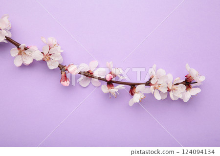 Beautiful branches of pink Cherry blossoms on purple background. Spring season, Nature floral background. Beautiful branches of pink Cherry blossoms on purple background. Spring season, Nature floral background. 124094134