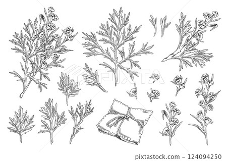 Black and white illustration of a set of sketch leaves, flowers and pillow of wormwood. 124094250