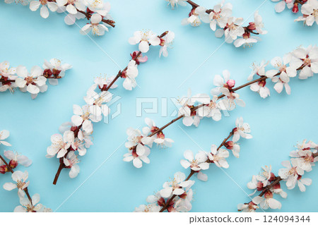 Beautiful branches of pink Cherry blossoms on blue background. Spring season, Nature floral background. Beautiful branches of pink Cherry blossoms on blue background. Spring season, Nature floral background. 124094344