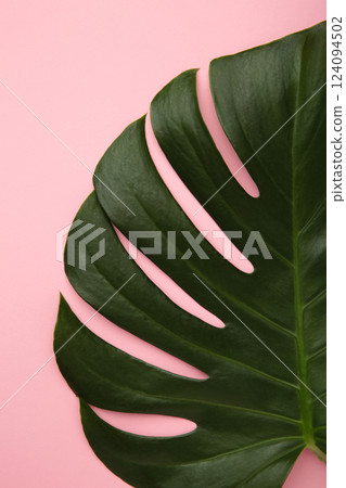 Big green leaf of Monstera plant on pink background. Macro photo. Vertical photo 124094502