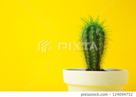 Small cactus in a flowerpot on yellow background. Space for text Small cactus in a flowerpot on yellow background. Space for text 124094752