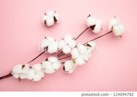 Beautiful cotton branch on pink background. Delicate white cotton flowers. 124094782