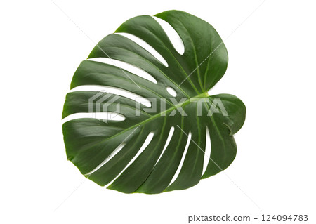 Monstera leaf, tropical evergreen plant isolated on white background Monstera leaf, tropical evergreen plant isolated on white background 124094783