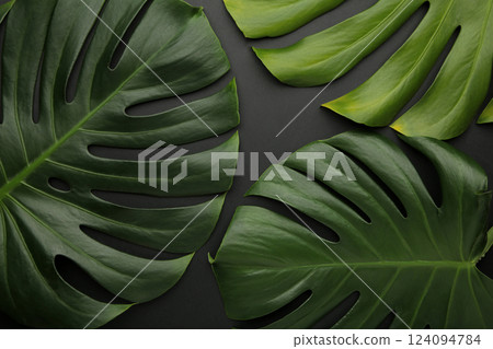 Tropical leaves Monstera on black background. Dark photo Tropical leaves Monstera on black background. Dark photo 124094784