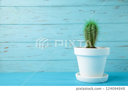 Small cactus in white flowerpot on blue wooden background. Space for text 124094848