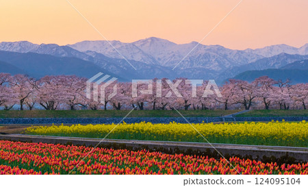 Asahi Funakawa Spring Quartet 124095104