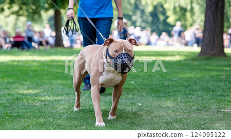 Bulldog wearing protective gear 124095122
