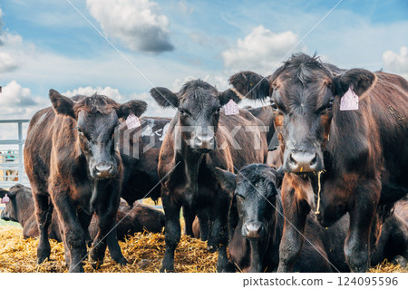Black Angus calves in the open air Black Angus calves in the open air 124095596