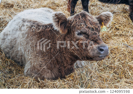 Galloway cattle breed for meat production 124095598