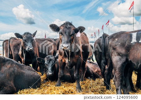 Black Angus calves in the open air Black Angus calves in the open air 124095600