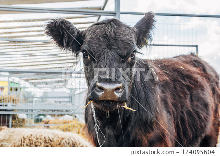 Galloway cattle breed for meat production Galloway cattle breed for meat production 124095604