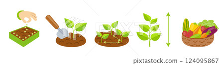 Plant growth stages infographics. Planting instruction template. Vegetables growth process. Planting rules 124095867
