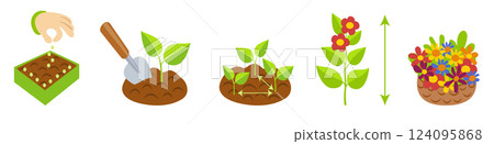 Plant growth stages infographics. Planting instruction template. Flowers growth cycle. Planting rules 124095868