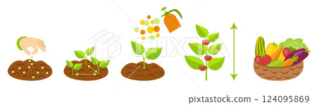 Plant growth stages infographics. Planting instruction template. Vegetables growth process. Planting rules 124095869