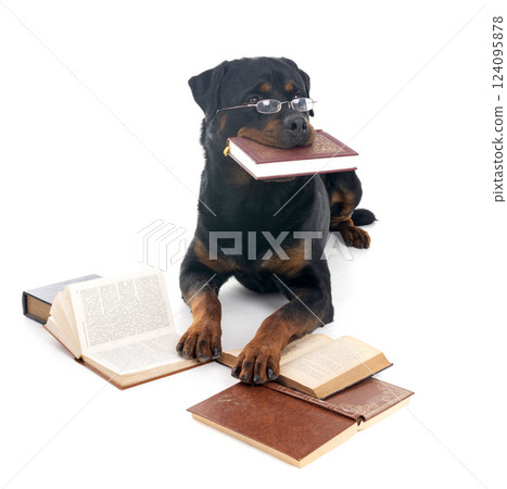 rottweiler and book 124095878
