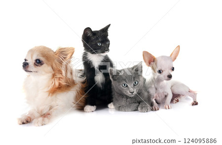 kitten and chihuahuas in studio 124095886