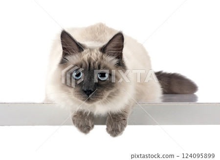 siberian cat in studio siberian cat in studio 124095899