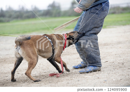 training of belgian shepherd 124095900