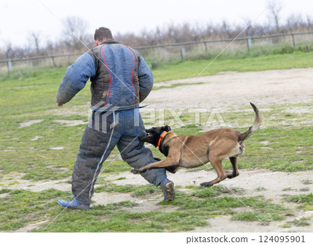training of belgian shepherd training of belgian shepherd 124095901