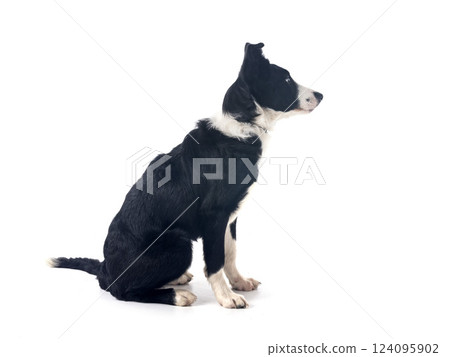 puppy border collie puppy border collie 124095902