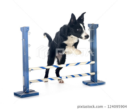 puppy border collie 124095904