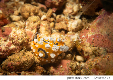An orange nudibranch with white dots, Phyllidia ocellata, at a scuba dive in Philippines An orange nudibranch with white dots, Phyllidia ocellata, at a scuba dive in Philippines 124096373
