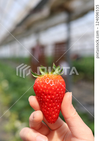 拿著一顆看起來很美味的草莓 124096535